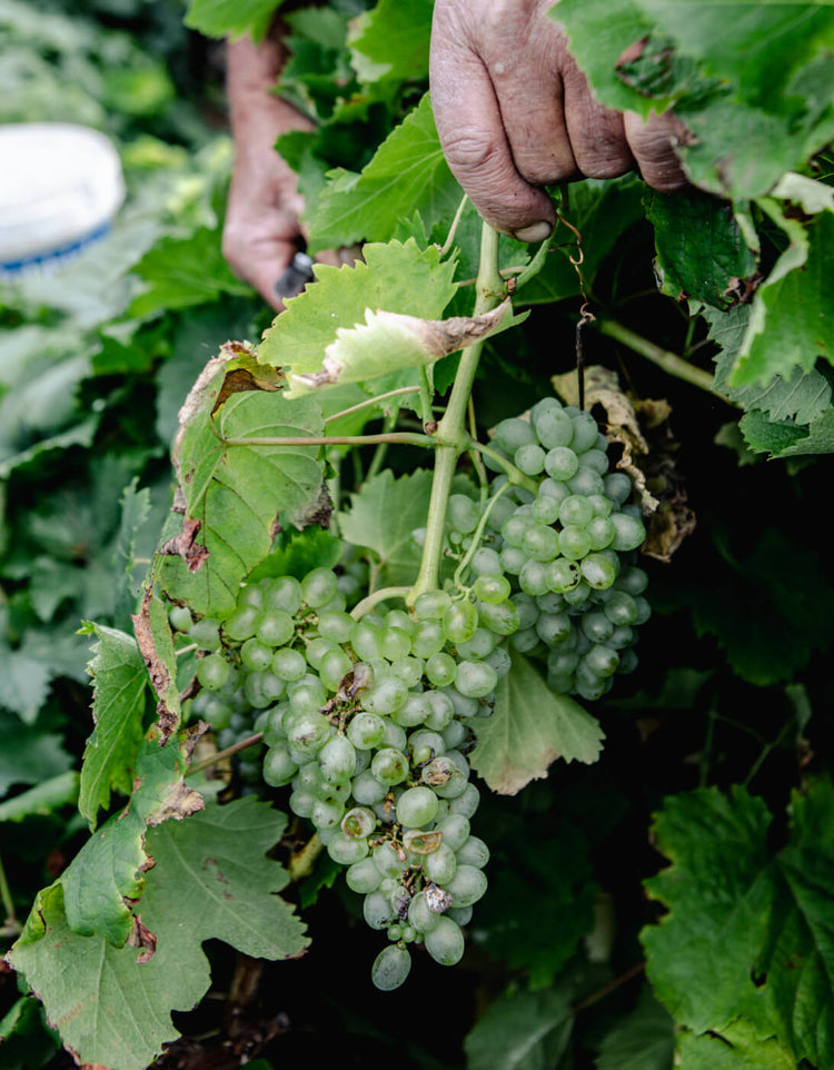Portuguese White Wine Pedras Brancas Colheita Selecionada