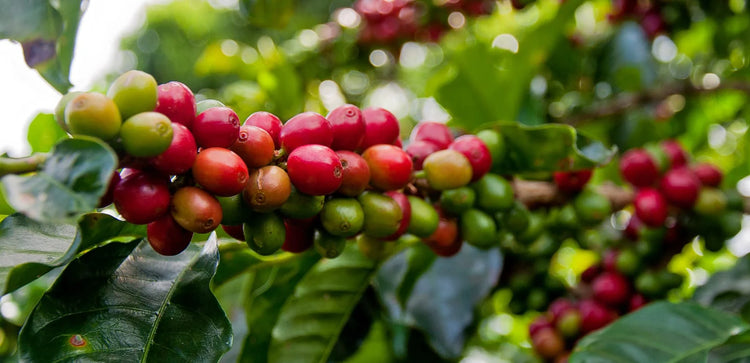 Dominican Tres Hombres Coffee 500gr.