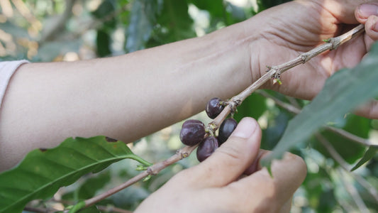 Tres Hombres Coffee Dark Roast